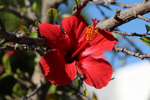 Tricolor Hibiscus