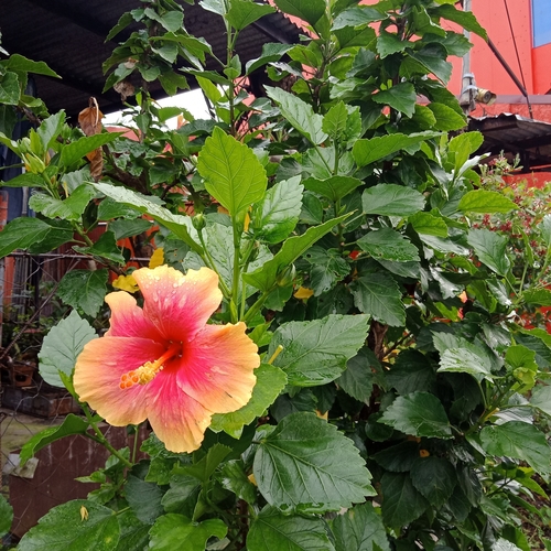 Tricolor Hibiscus