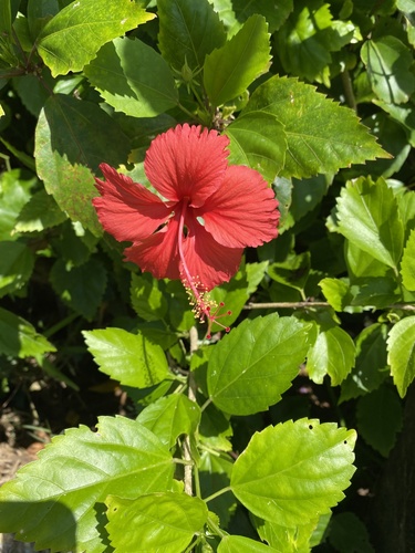 Tricolor Hibiscus