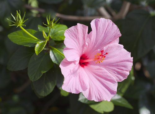 Tricolor Hibiscus