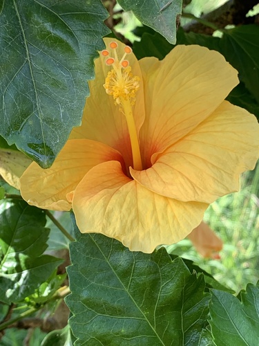 Tricolor Hibiscus