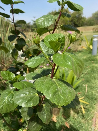 Tricolor Hibiscus