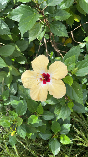 Tricolor Hibiscus