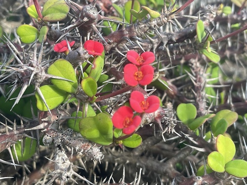 Crown-of-Thorns