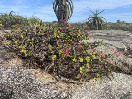 Crown-of-Thorns