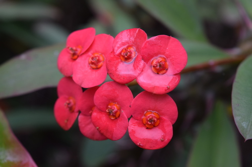 Crown-of-Thorns