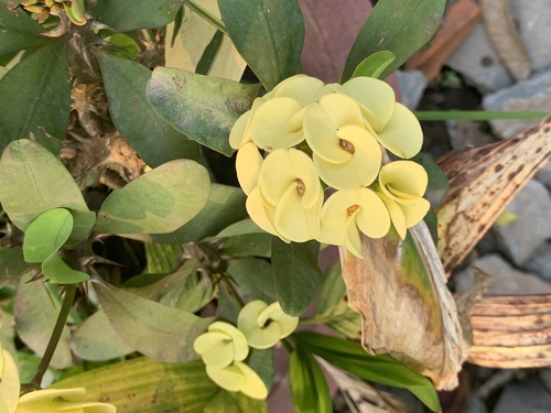 Crown-of-Thorns