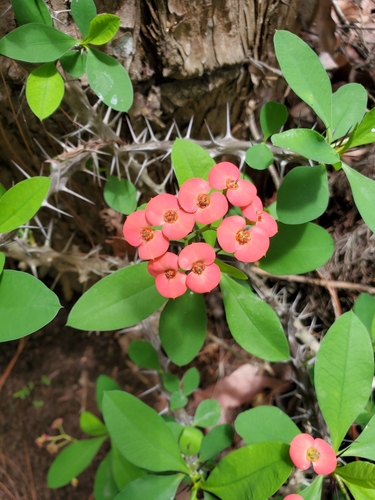 Crown-of-Thorns