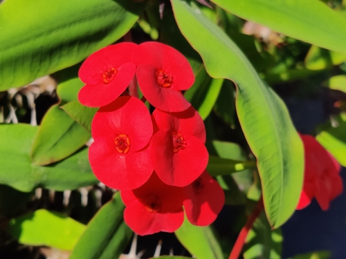 Crown-of-Thorns