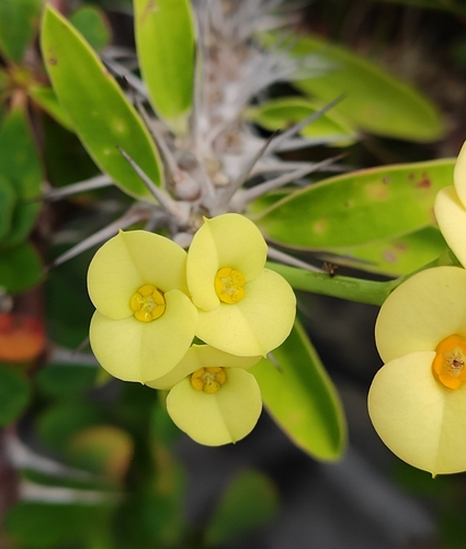 Crown-of-Thorns