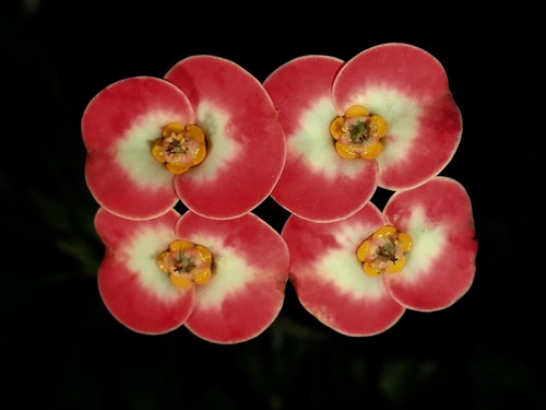 Crown-of-Thorns