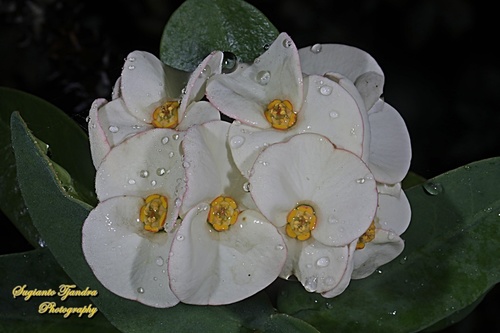 Crown-of-Thorns