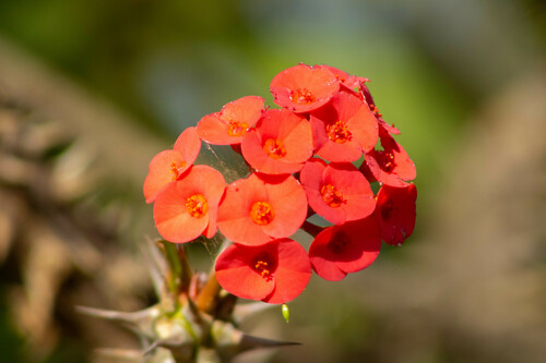 Crown-of-Thorns