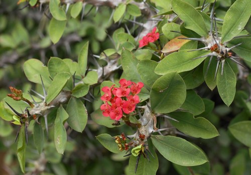 Crown-of-Thorns