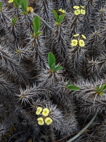 Crown-of-Thorns