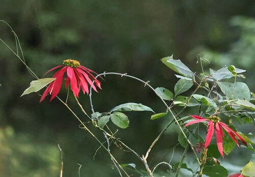 Poinsettia