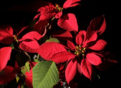 Poinsettia
