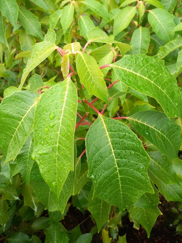 Poinsettia