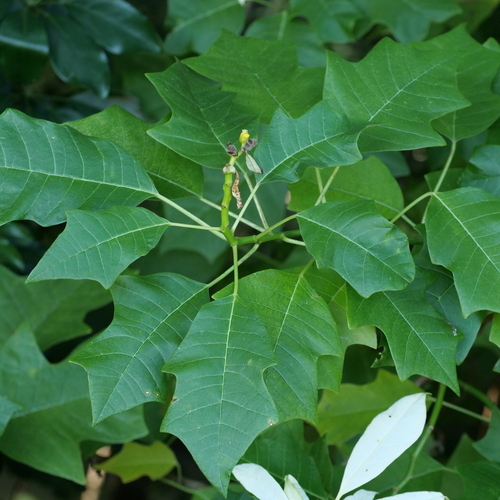 Poinsettia