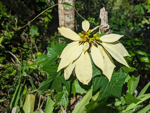 Poinsettia