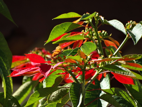 Poinsettia