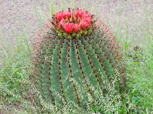 fishhook barrel cactus