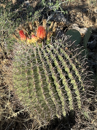 fishhook barrel cactus