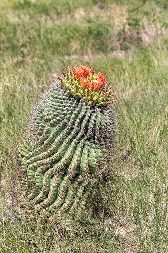 fishhook barrel cactus