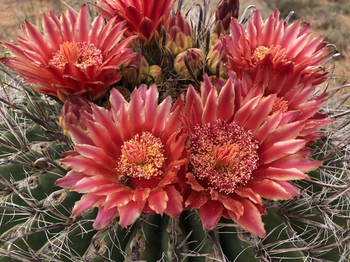 fishhook barrel cactus