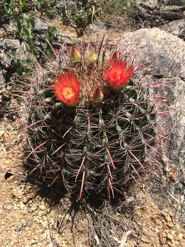fishhook barrel cactus