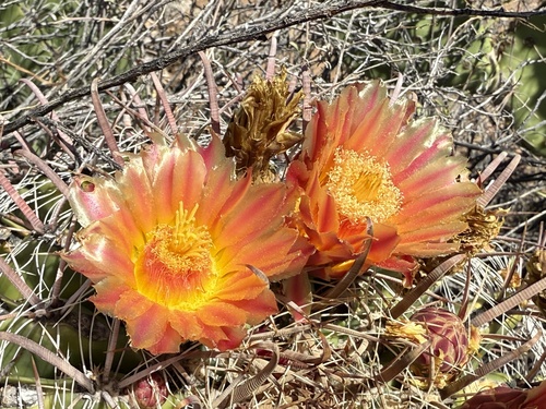 fishhook barrel cactus