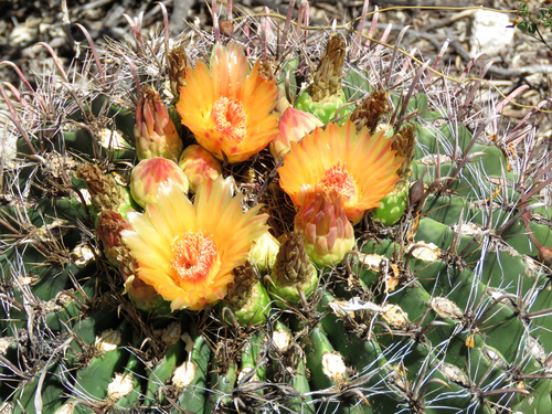 fishhook barrel cactus