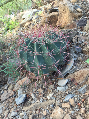 fishhook barrel cactus