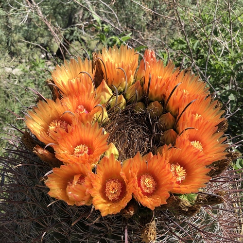 fishhook barrel cactus