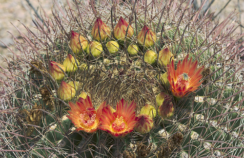 fishhook barrel cactus