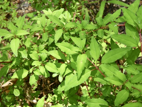 Hardy Fuchsia