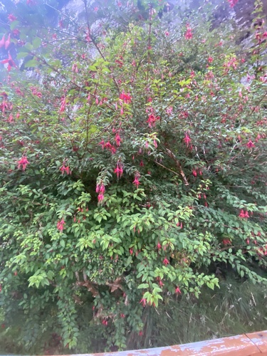 Hardy Fuchsia