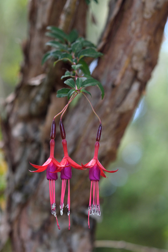 Hardy Fuchsia