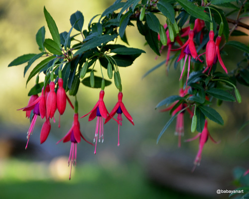 Hardy Fuchsia