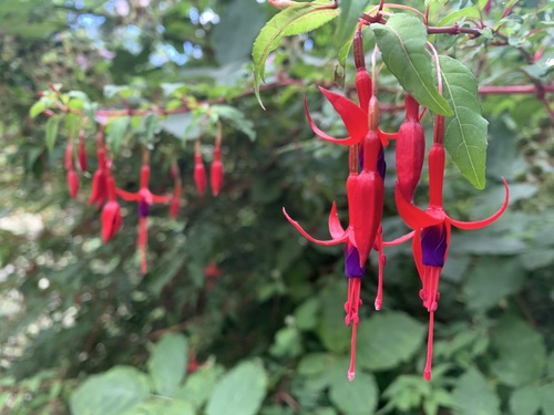 Hardy Fuchsia