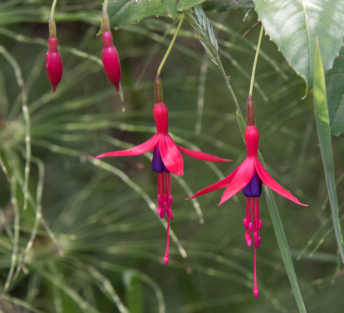 Hardy Fuchsia