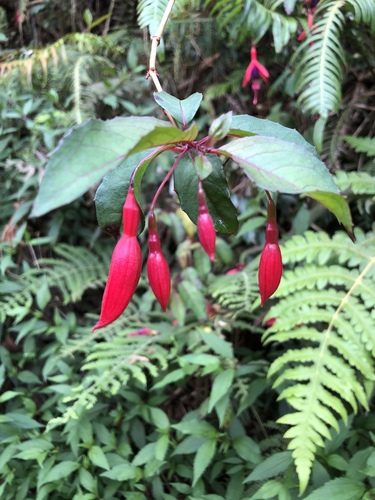 Hardy Fuchsia