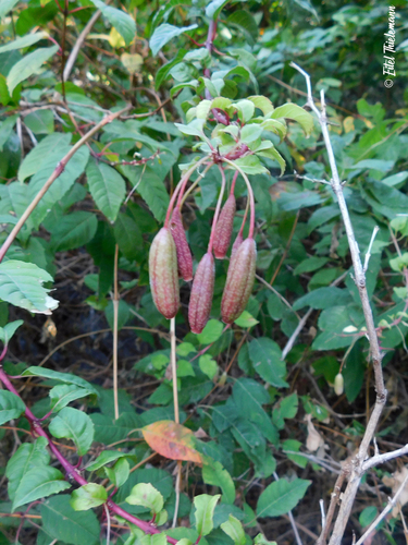 Hardy Fuchsia