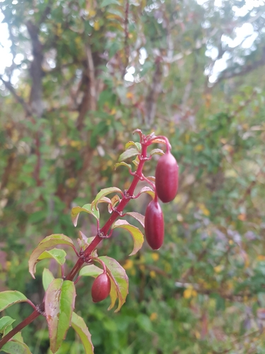 Hardy Fuchsia