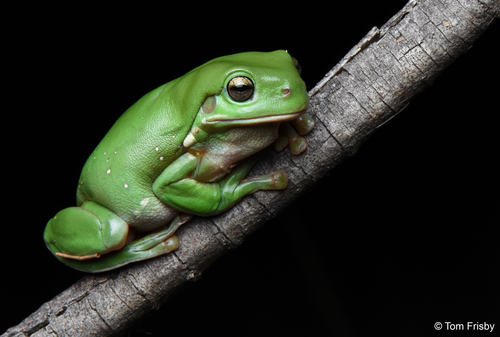 Green Tree Frog