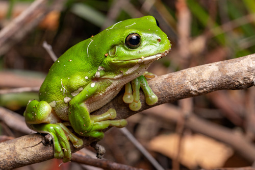 Green Tree Frog