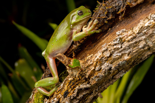 Green Tree Frog