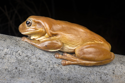 Green Tree Frog