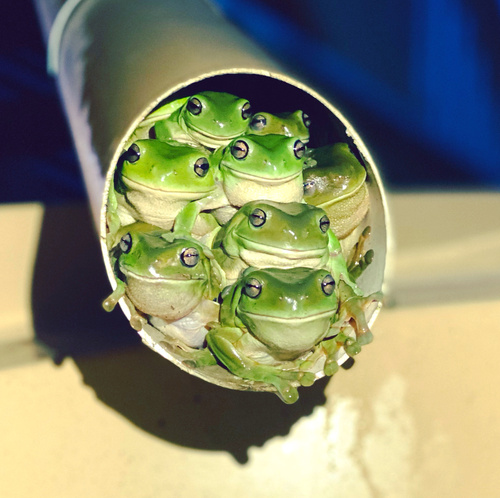 Green Tree Frog
