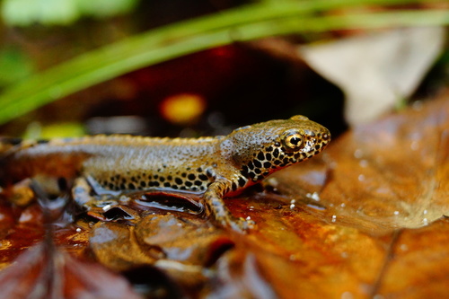 Alpine Newt